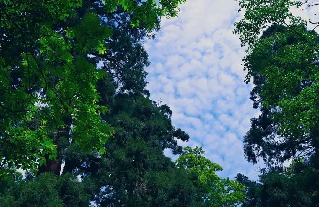 植樹節|守護綠色家園的秘密武器！