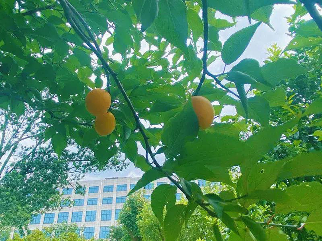 風景這邊獨好！東大環境美景一覽，請查收