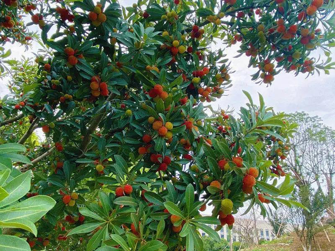 風景這邊獨好！東大環境美景一覽，請查收