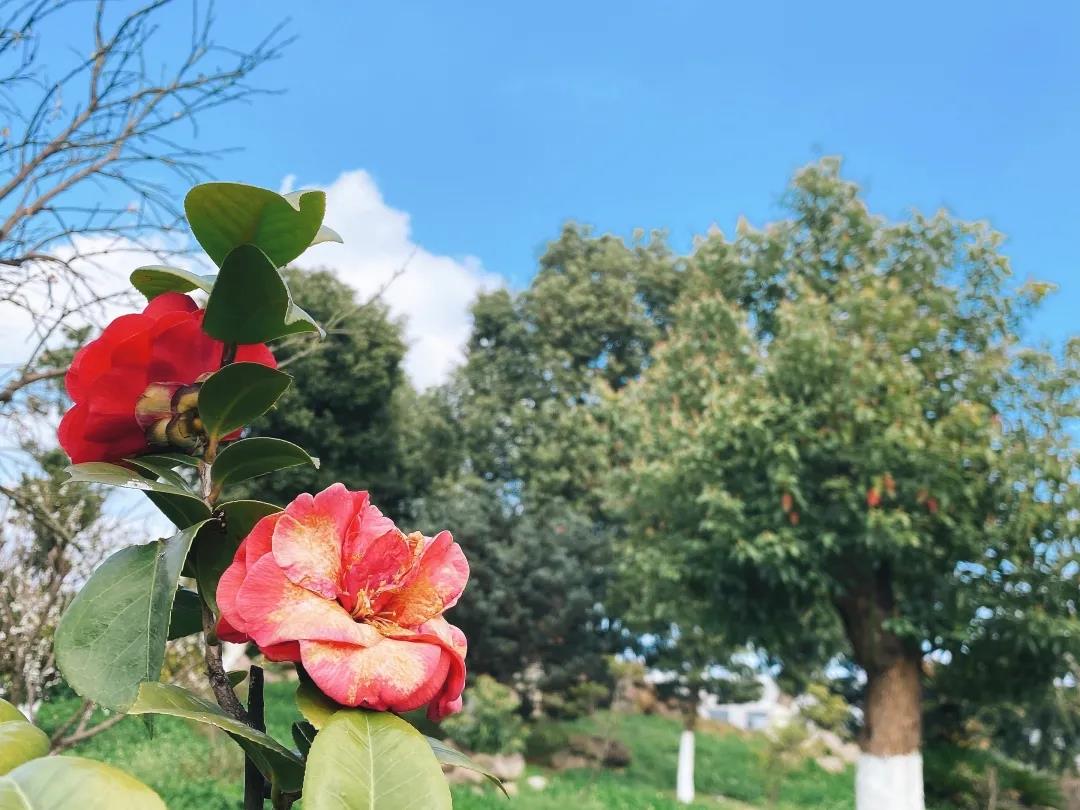 風景這邊獨好！東大環境美景一覽，請查收