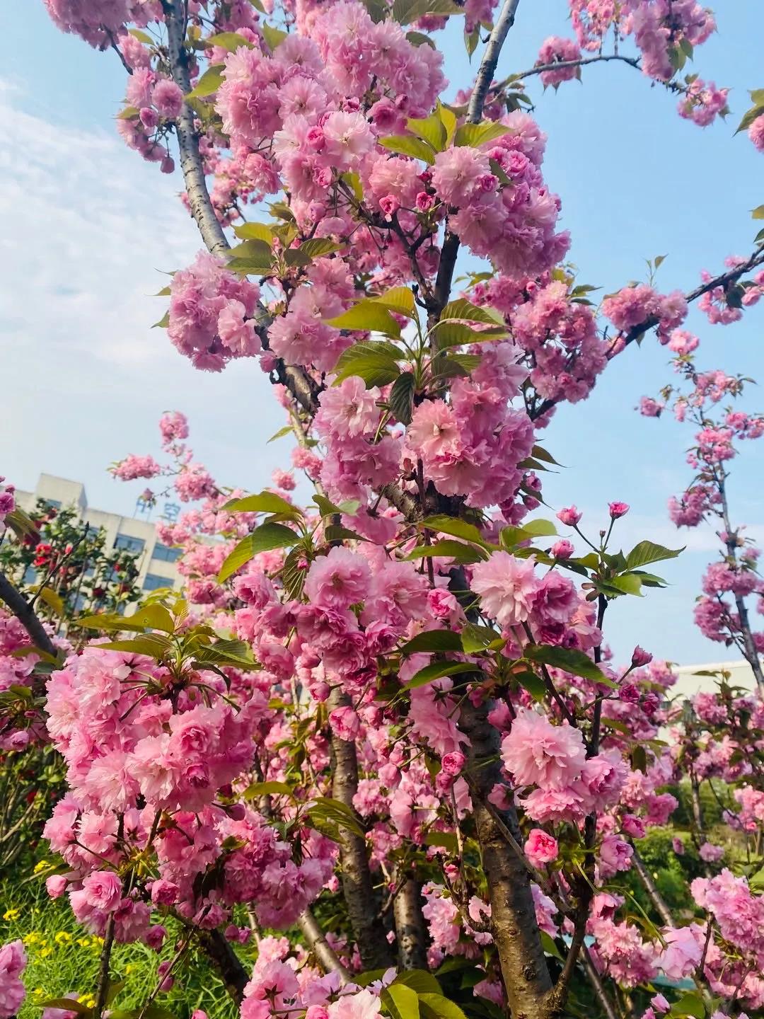 風景這邊獨好！東大環境美景一覽，請查收